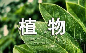 生態(tài)河道景觀設計案例（生態(tài)河道景觀設計案例分析）