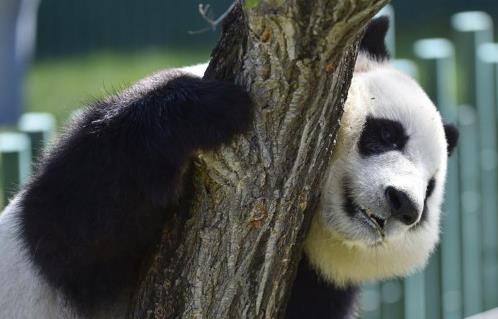 動(dòng)物園景觀設(shè)計(jì)（動(dòng)物園景觀設(shè)計(jì)與植物園景觀設(shè)計(jì)的區(qū)別）