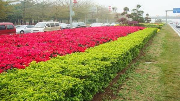 園林綠化景觀設(shè)計植物（園林綠化景觀設(shè)計植物圖）