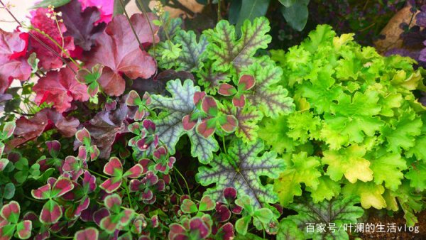 一個小院子怎么打造成花園（一個小院子怎么打造成花園風(fēng)格）