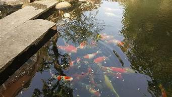 室內(nèi)水系養(yǎng)魚景觀設(shè)計(jì)（室內(nèi)水系養(yǎng)魚景觀設(shè)計(jì)方案）