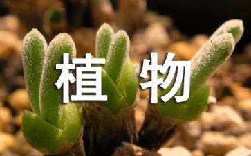 植物景觀設(shè)計(jì)