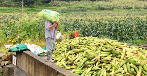 農(nóng)民日報投稿方式