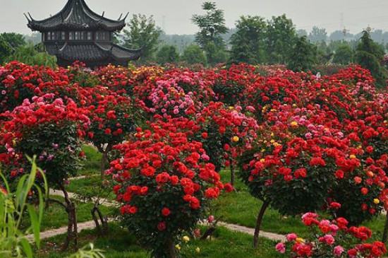 南陽月季花景觀設計（南陽月季花景觀設計圖）