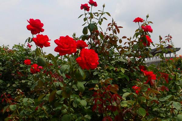 南陽月季花景觀設計（南陽月季花景觀設計圖）