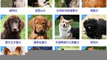 世界寵物犬排行榜（世界寵物犬排行榜前十名）