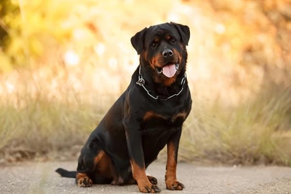 世界寵物犬排行榜（世界寵物犬排行榜前十名）