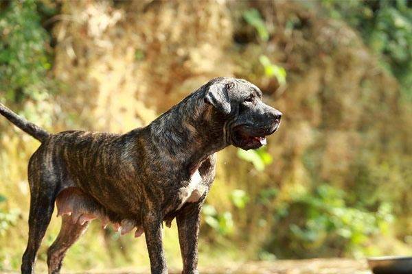 十大禁養(yǎng)猛犬排行榜（十大禁養(yǎng)猛犬排行榜圖片）