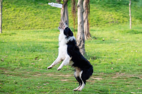 世界猛犬排行榜圖片（世界猛犬排行榜圖片高清）