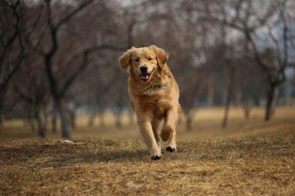 犬聰明排行榜（比熊犬聰明排行榜）