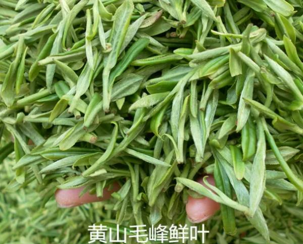 中國十大名茶排行榜