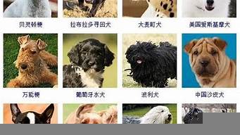 犬智商排行榜