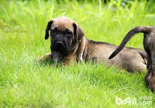 世界十大惡犬排行榜（世界十大惡犬排行榜圖片法老王犬）