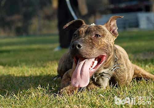 世界十大惡犬排行榜（世界十大惡犬排行榜圖片法老王犬）