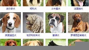 大型犬排行榜（國產(chǎn)大型犬排行榜）